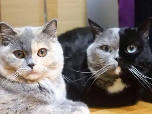 html lang="zh-hans" styl