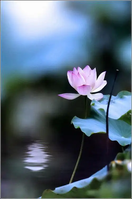 热门禅意素材背景素材图片-禅意素材背景图片下载-觅元素