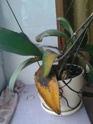 想知道我的蝴蝶兰得的什么病?还有救吗?