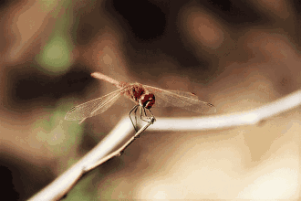 330_220gif 动态图 动图