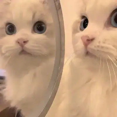 2022年新版猫咪头像图片,这些猫咪也太可爱了吧