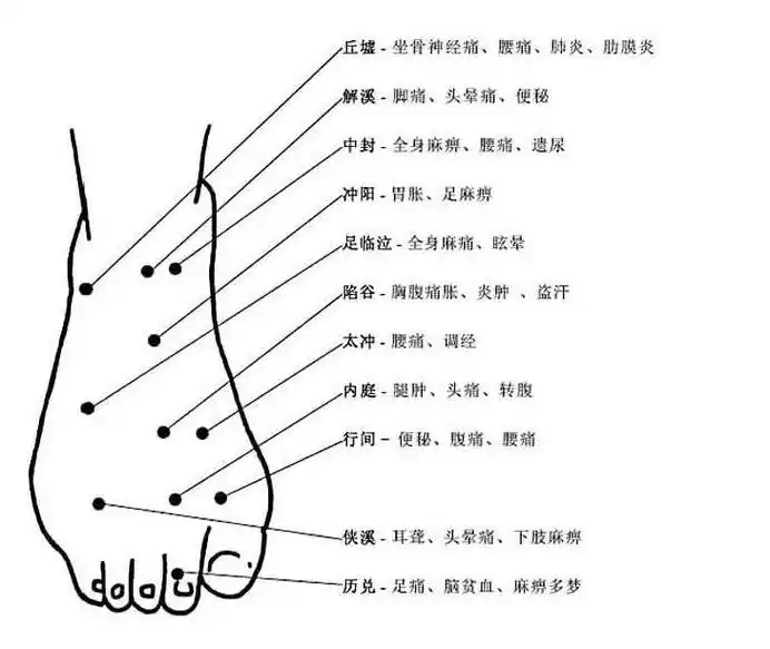 脚部穴位解剖学-人体解剖图