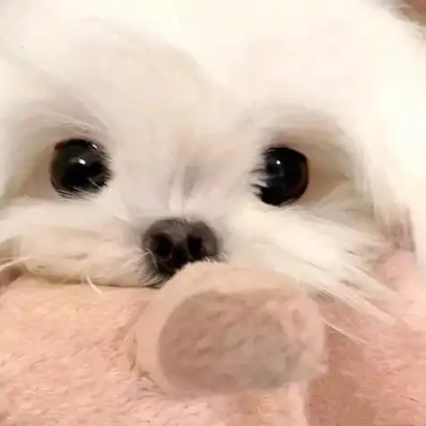 小狗头像情头萌宠头像狗狗头像可爱头像情侣头像