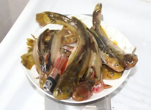 在菜市场里很难买到这4种鱼,农村娃都见过吃过,满满的童年回忆