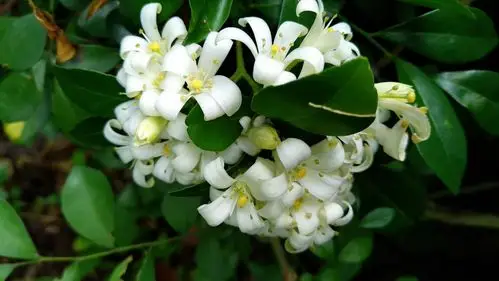 暗香藏七里,闻香客自来.