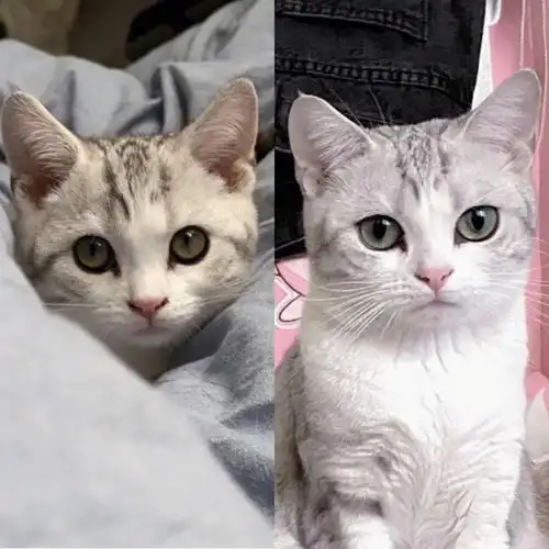 吾家有女初长成小猫咪小时候不好看别着急一年后再看看虽然小母猫不会