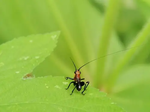 悦鸣草螽宝宝