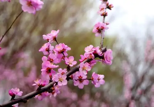 春赏美人梅 - 美篇