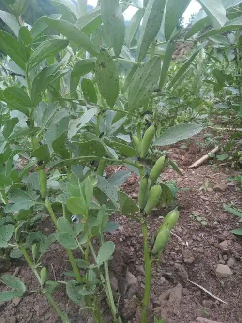 其它 秦巴农人嫩蚕豆 写美篇蚕豆叶 又到了吃蚕豆的季节,吃了年轻又