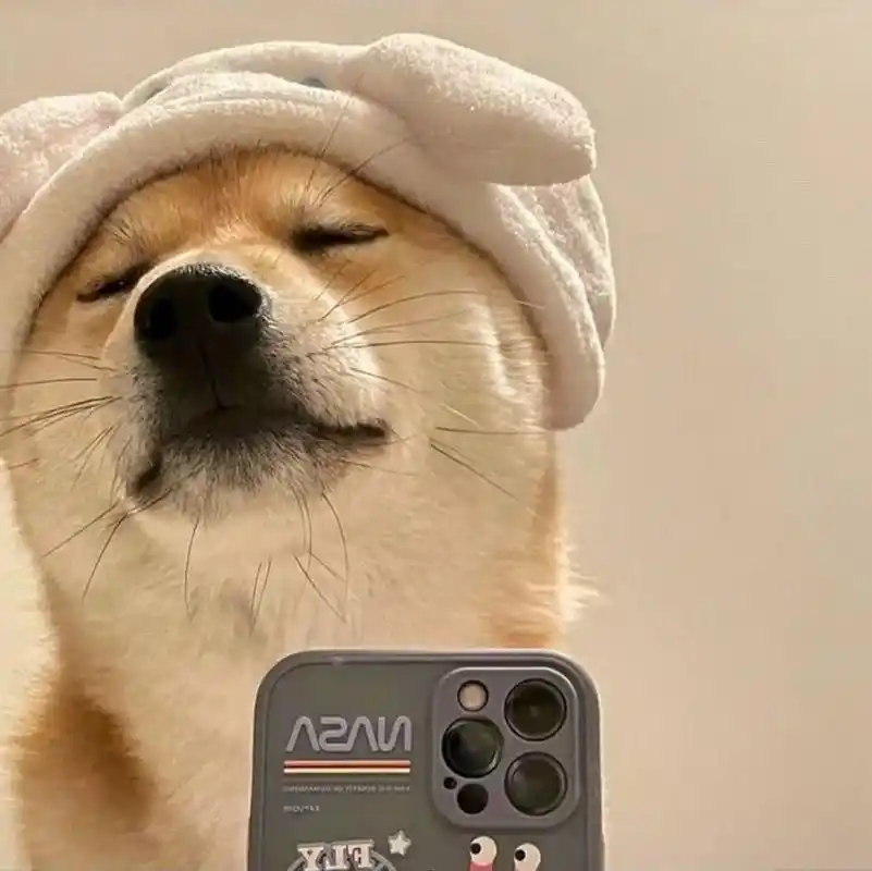 狗狗也太可爱了吧 爱了爱了