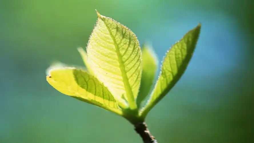 清新绿色护眼嫩芽桌面壁纸下载 第二辑