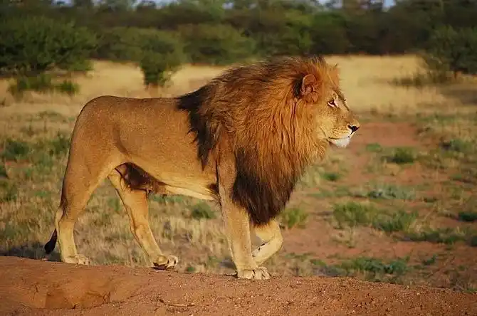 领地的大小以及能否将它捍卫关乎狮群内每只狮子的命运.