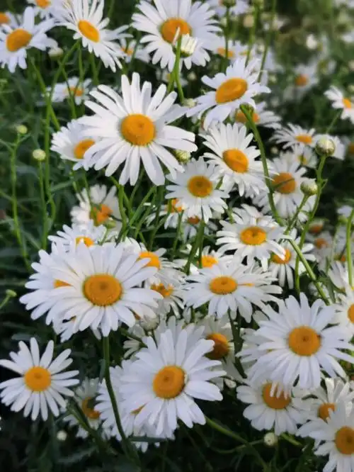 幸福的白色雏菊