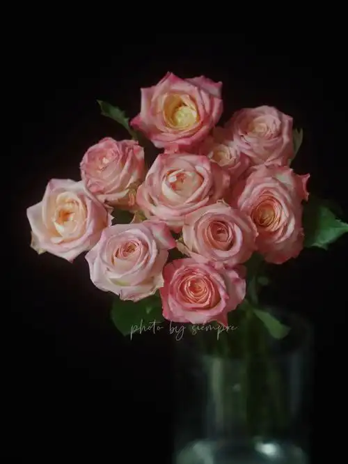 单头玫瑰亚斯卡