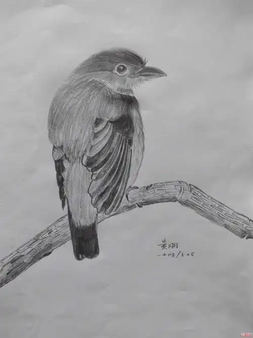 铅笔画个鸟