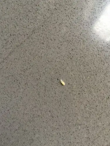 虫子有点白色透明的,而且爬的很快,在灶台上活动,望知情者提供信息