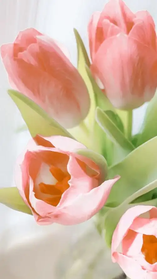 郁金香自然清新,锁屏图片,手机壁纸,植物-回车桌面