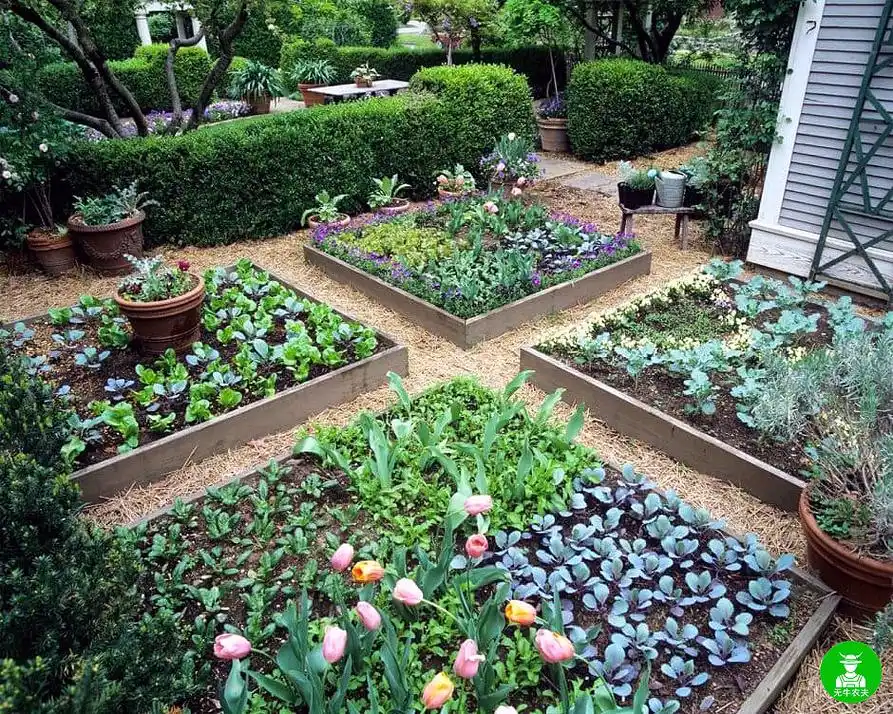 将菜园设计成漂亮的景观(二)