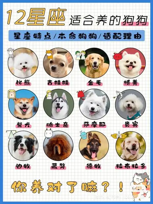 12星座的本命狗你养对了吗下