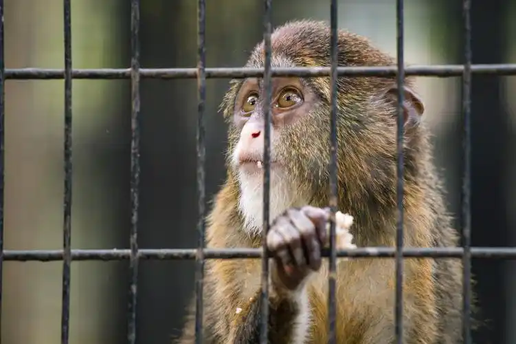 图片大全 动物图片 笼子里的猴子图片 > 笼子里的猴子图片 第8张