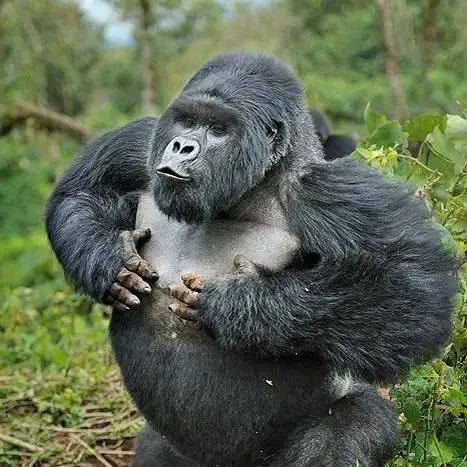 大猩猩高度自恋的双手捶胸