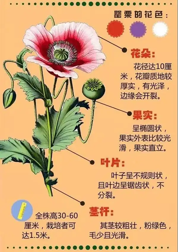 根据《刑法》第三百五十一条规定:非法种植罂粟,大麻等毒品原植文的
