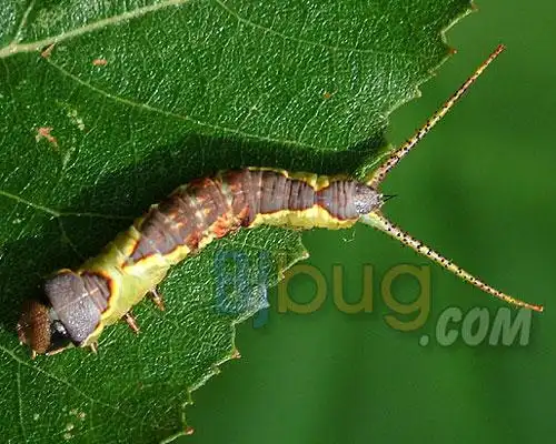 樟褐圆盾樟巢螟云蝽若虫榆叶蜂成虫榆球蜡蚧榆绿天蛾榆绿毛萤叶甲榆剑