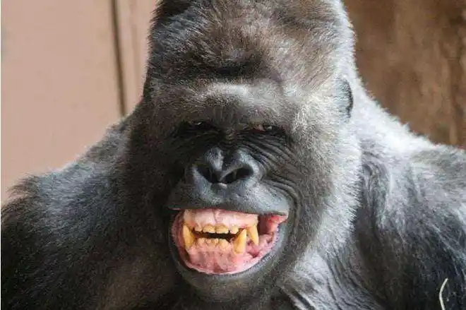 黑猩猩对你笑并不是高兴而是另有含义