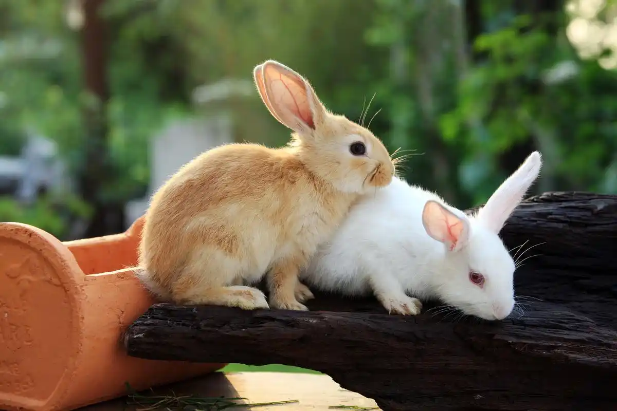 兔子的繁殖方式是怎么样的?