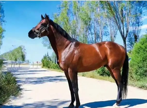 回顾世界上名贵的前5大名马汗血马居然排不进前二第一名价值4亿