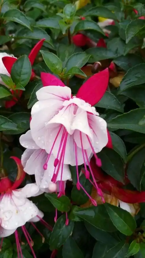 好漂亮的花好风景.