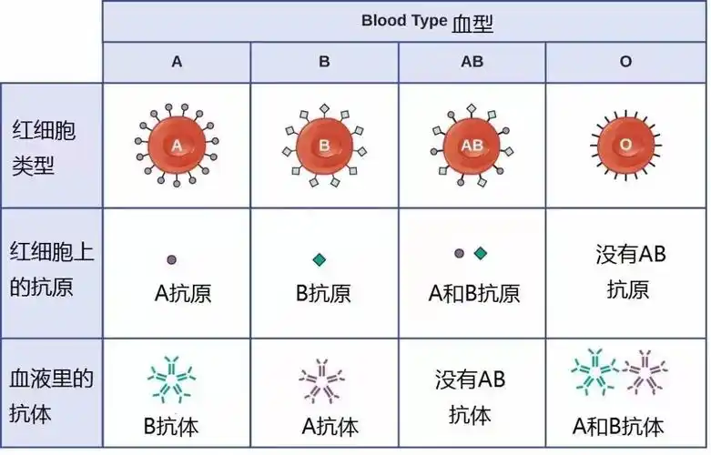 abo血型是根据红细胞膜上是否存在抗原a与抗原b而将血液分成4种血