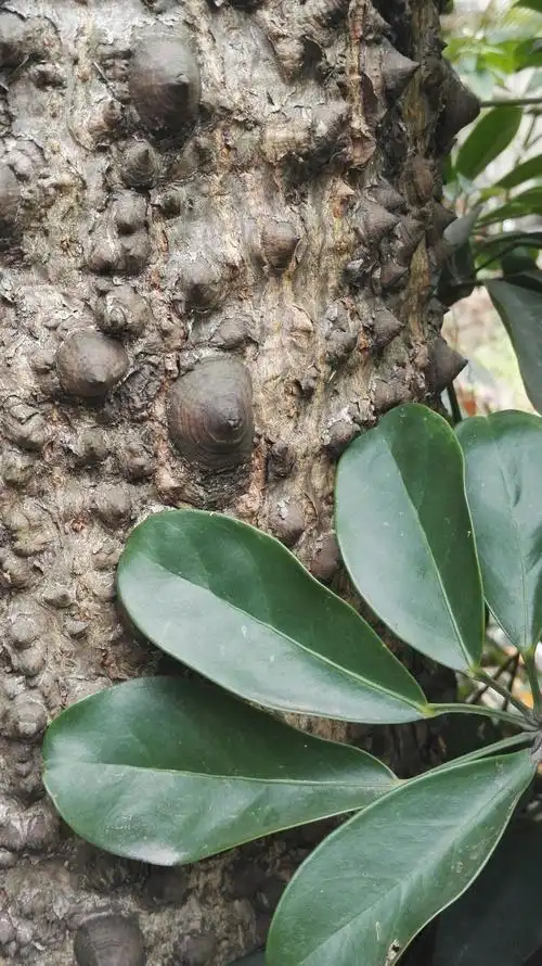 木棉花的树叶很厚实,表面有一层密实的叶蜡.