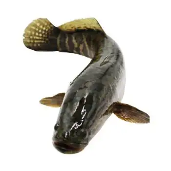 轻恋微山湖黑鱼鲜活现杀乌鱼财鱼活鱼新鲜炖汤术后滋补3斤