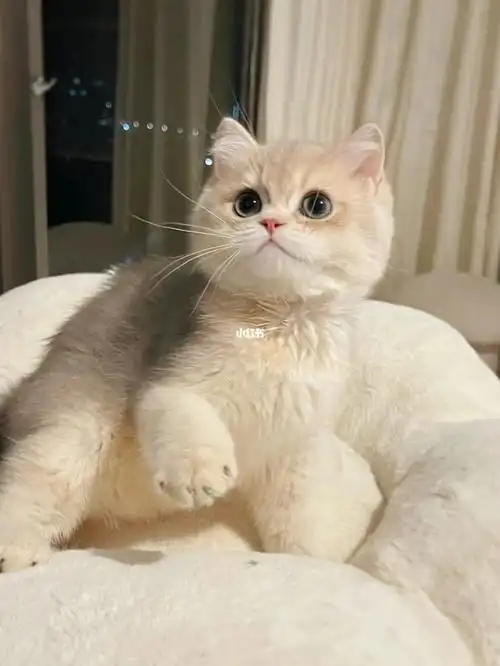 英短蓝金渐层猫咪包子脸大眼睛