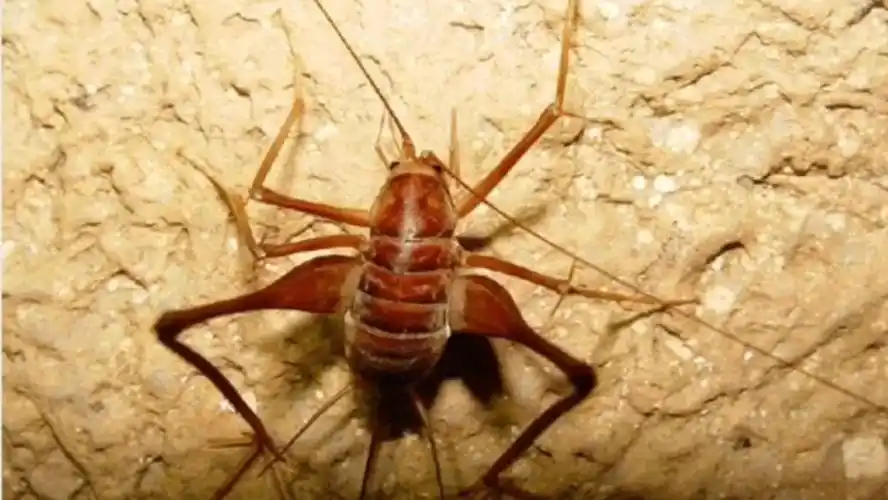 家中昆虫系列—突灶螽(灶马)