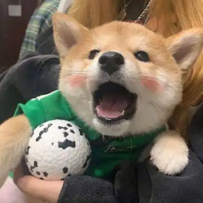 治愈系微笑萌宠头像男女都能用_动物头像_美头网