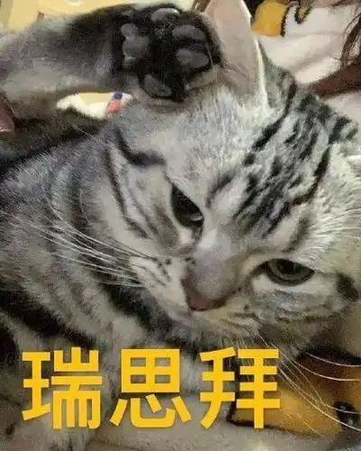 猫看电视模仿黄子韬salute学到精髓