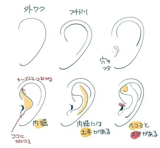 素材耳朵的画法