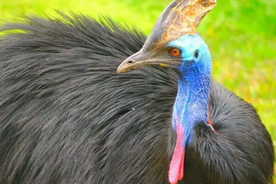 世界十大不会飞的鸟鸵鸟上榜第六被称为海洋之舟