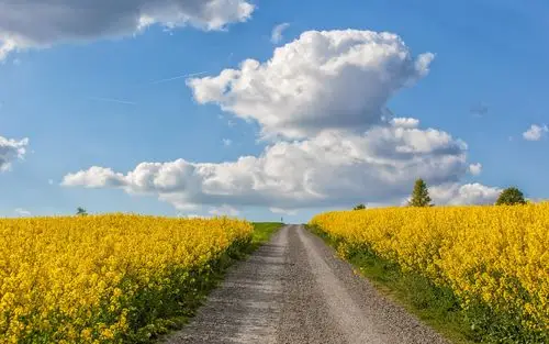 唯美油菜花田田园风光高清win7电脑桌面主题壁纸