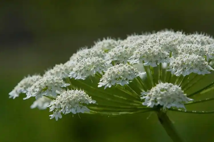 伞房花序代表植物 一株植物可以有多少顶芽?-图片大观-奇异网