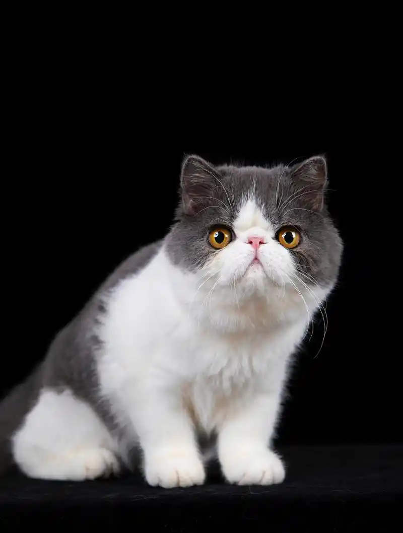 加菲猫是英短和波斯猫的杂交品种,外形呆萌,性格安静温和,适应能力强