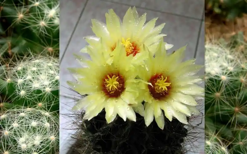 壁纸,高清,仙人掌壁纸,宽屏,风景,花卉