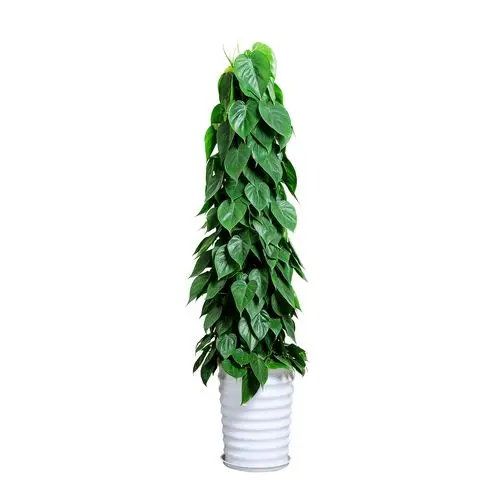 青叶空气绿植叶绿植景观气盆净化植物大型室内大型绿植