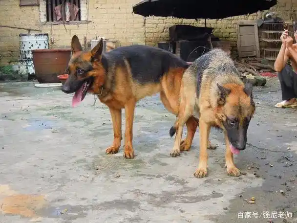 狗的交配繁殖是怎样进行的