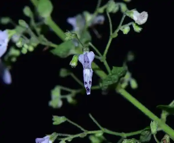 hara)是唇形科,香茶菜属植物.