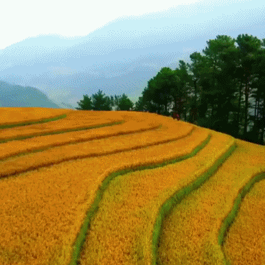 风景gif秋景gif庄稼gif梯田gif树gif