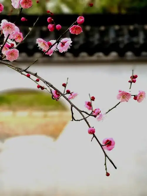 一枝梅花出墙来
