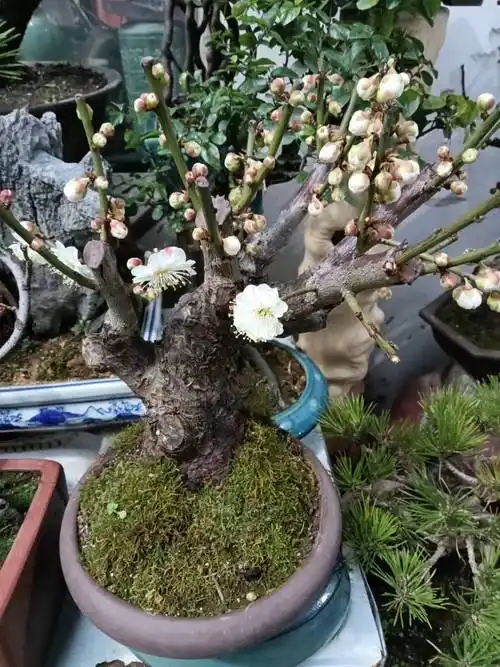 其中一些为"龙游梅"品种,枝条曲散,不定型,宛如游龙,常用来制作盆景.